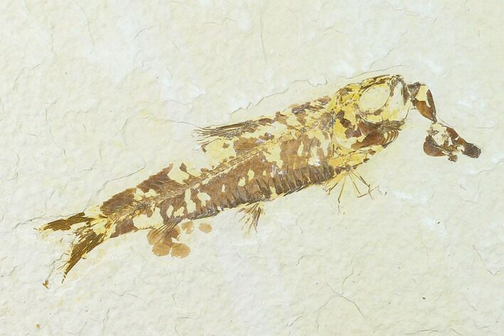 Bargain Fossil Fish (Knightia) - Wyoming #136559